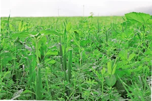 Gründüngungen seien keine Blühstreifen und müssten daher vor der Blüte abgestoppt und zur Flächenrotte gebracht werden.