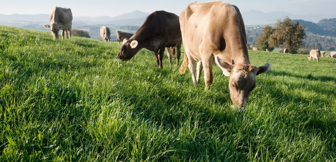 «Ein Ausbau der Wiesenmilch ist kaum mit 5 Rp./kg zu haben»