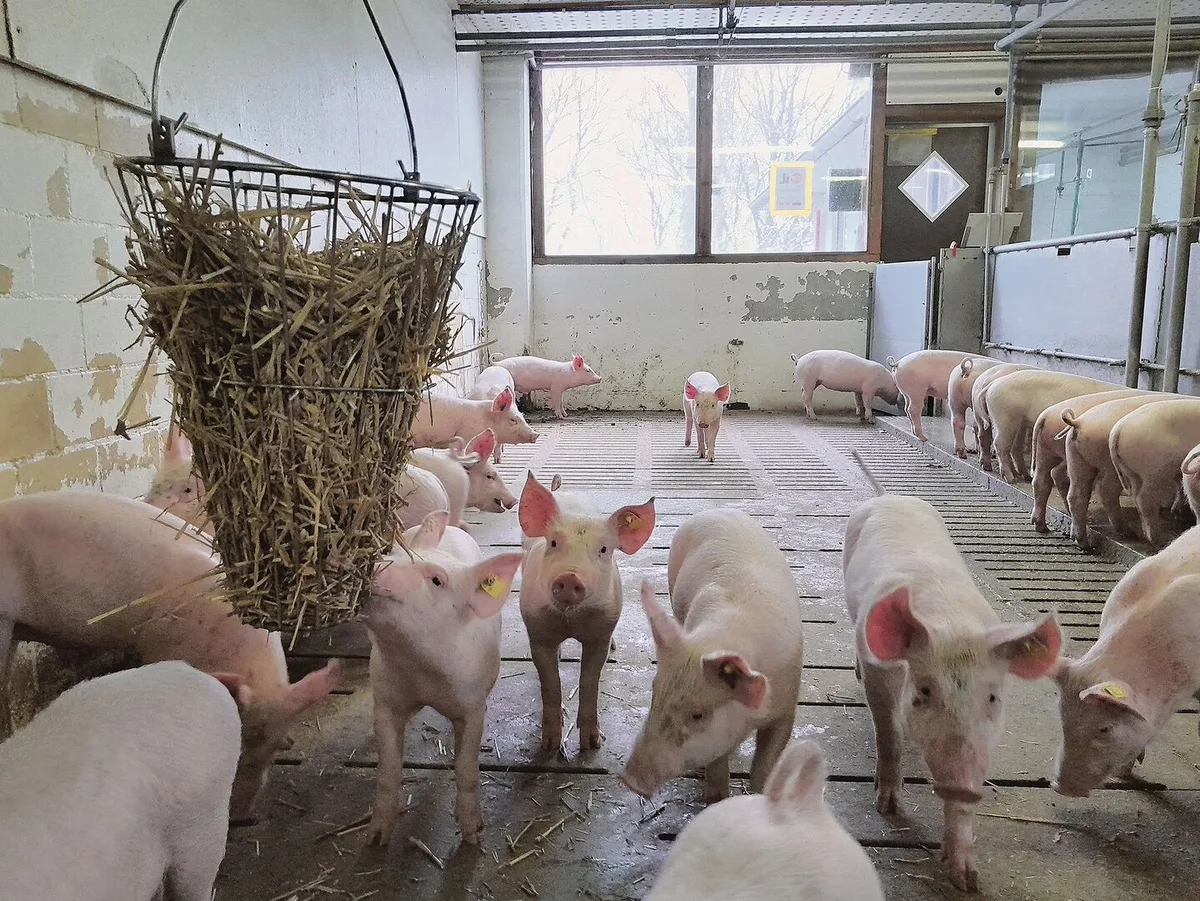 Die Schweine haben die Möglichkeit, sich frei zu bewegen und sich mit Strohraufen oder Strohwürfeln zu beschäftigen.