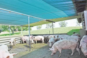 Schatten im Auslauf des Wartestalls: Im Deckzentrum für Zuchtsauen müssen die Betriebsleiter aber auf andere Massnahmen zurückgreifen. (Bild Suisag)