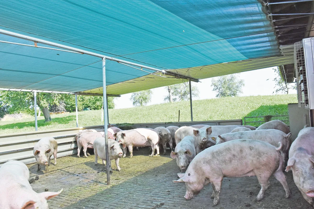 29faf780f75eb761d0110576441385c5bcab50db Schatten im Auslauf des Wartestalls: Im Deckzentrum für Zuchtsauen müssen die Betriebsleiter aber auf andere Massnahmen zurückgreifen. (Bild Suisag)