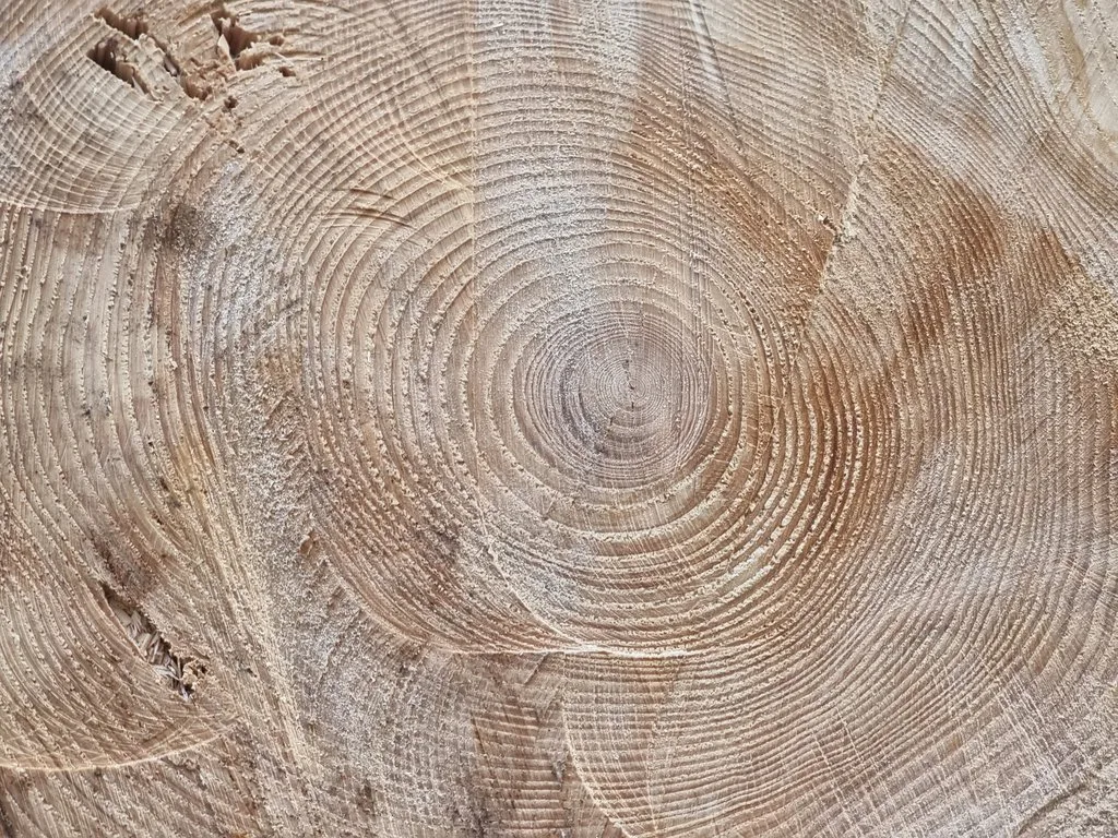 holz_ji Mehr Holz geerntet: Das meiste kommt aus Bern