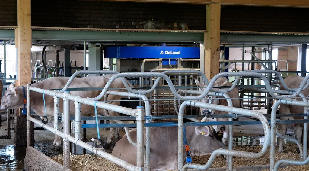 bf666982b903216640d58715a38bc35f036827c4 Ein Melkroboter funktioniert nur dann gut, wenn der gesamte Tierverkehr darum herum optimal geplant ist. Bild: Beat Schmid