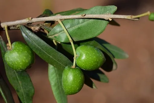 526b31617e2a4b3dfff795dad969cba24aa977ce Das aus Amerika eingeschleppte Bakterium Xylella fastidiosa wurde 2013 erstmals in Süditalien festgestellt. (Symbolbild Pixabay)