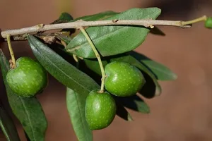 Das aus Amerika eingeschleppte Bakterium Xylella fastidiosa wurde 2013 erstmals in Süditalien festgestellt. (Symbolbild Pixabay)
