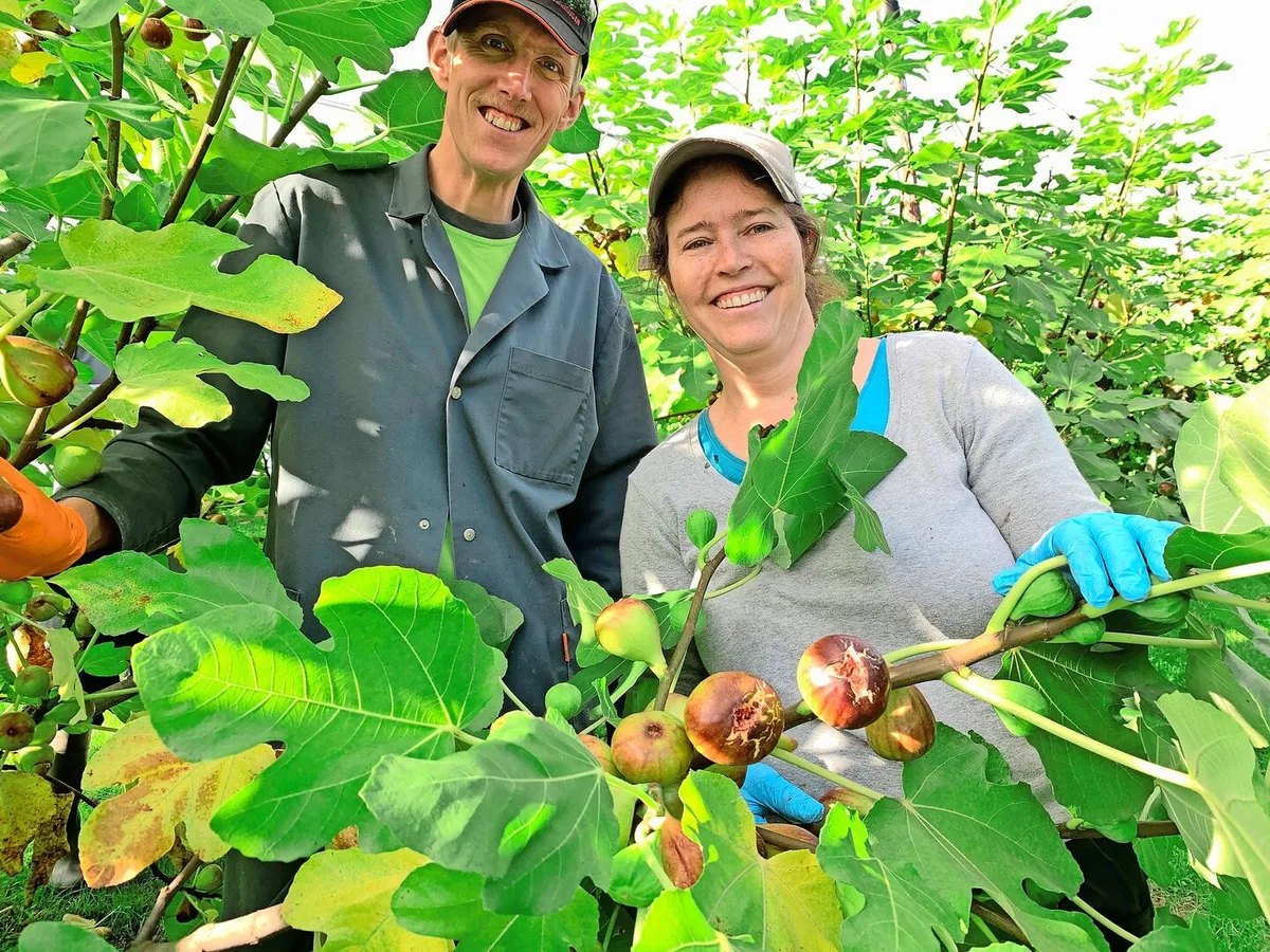 Andrea und Stephan Stocker während der aktuell laufenden Ernte der Feigen von ihren 160 Bäumen in der eingenetzten Anlage in Greppen.
