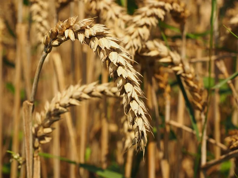 84cc229a5d78412329b3245bffee05578809d7b8 Die Erntemenge beim Weizen liegt 2020 unter derjenigen des Vorjahres. (Bild lid)