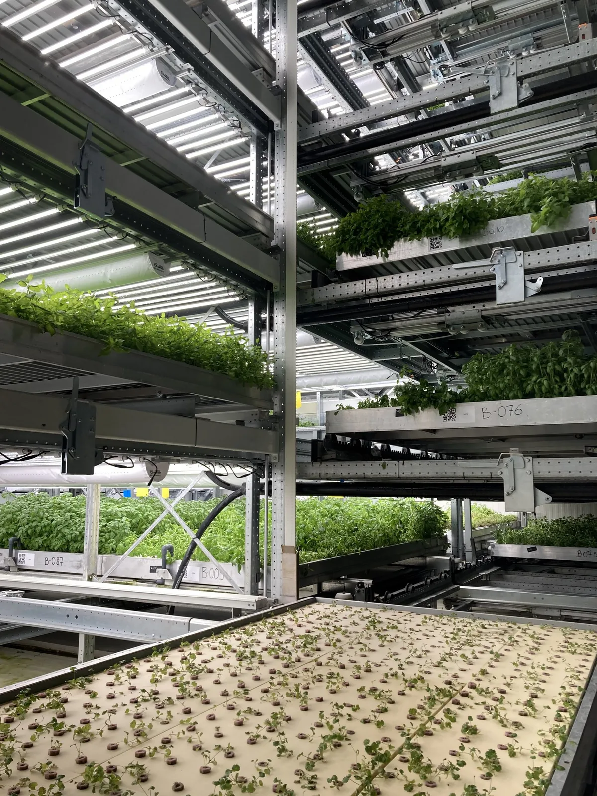 2023_vertical-farming_yasai-niederhasli_01_rho Vertical Farming ist auf Landwirtschaftsbetrieben noch nicht realisierbar
