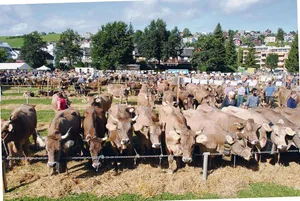 Gepflegt, fit und halfterzahm: So dürfen sich Kühe in der Öffentlichkeit sehen lassen, wie hier auf dem Schauplatz in Küssnacht.