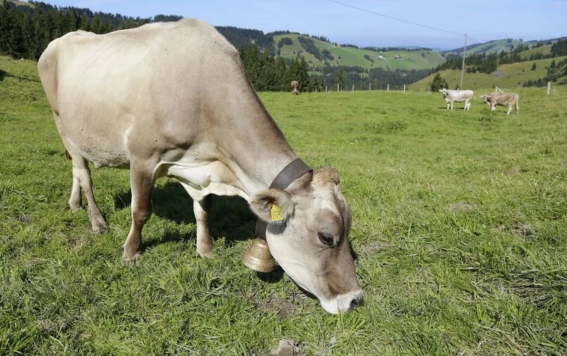 2b06db5be34fec1a6d44ee7a28667fd0a3384567 Schweizer Milch sei standortgerecht: 92 Prozent des Futters für die Milchkühe stamme aus dem Inland, 86 Prozent sei graslandbasiert, schreibt dei SMP. (Bild lid/ji)