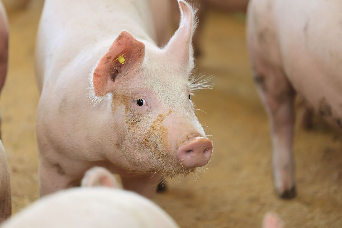 Ein Mastschwein schaut in die Kamera.