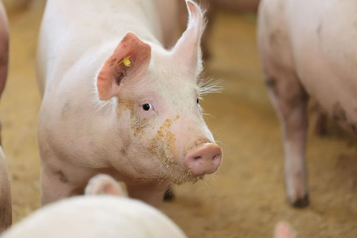 43b3957a1f22c8ac3a9b355805df4b4c06175225d90991c5e89fc46560e4c70a Ein Mastschwein schaut in die Kamera.