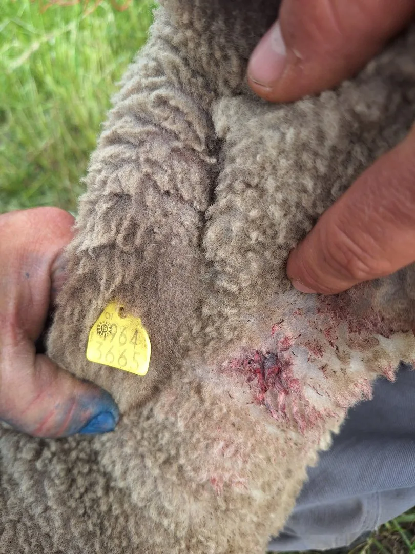 War_da_wirklich_ein_Wolf_am_Werk__Viele_Tiere_wiesen_von_aussen_nur_scheinbar_kleine_Verletzungen_auf Ein Wolfsriss im Seeland, oder doch nicht? Schafhalter und Wildhüter sind sich uneinig