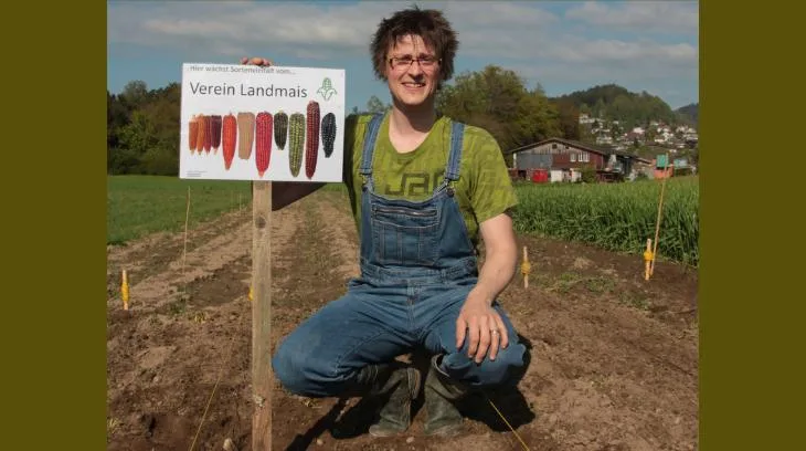 4b8cebd39acbb9fe986ed240d26ba13ad042a632 Philipp Meyer bestäubt seine Landmaispflanzen von Hand, um Kreuzungen zu vermeiden. Für ihn ist die Erhaltungszucht vor allem ein sinnvolles Hobby. (Bild Meyer)