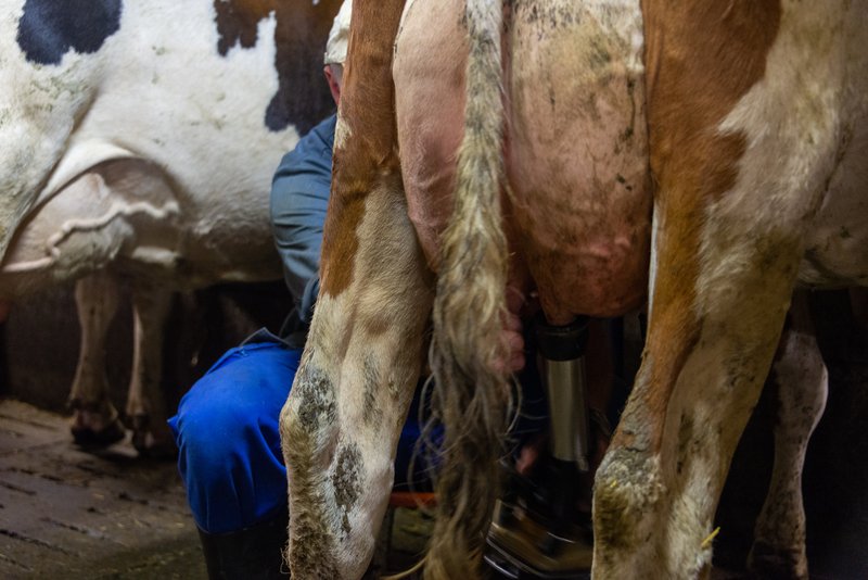 Auf einem Milchvieh-Betrieb gibt es viel Arbeit – gute Mitarbeiter sind wichtig. (Bild hja)