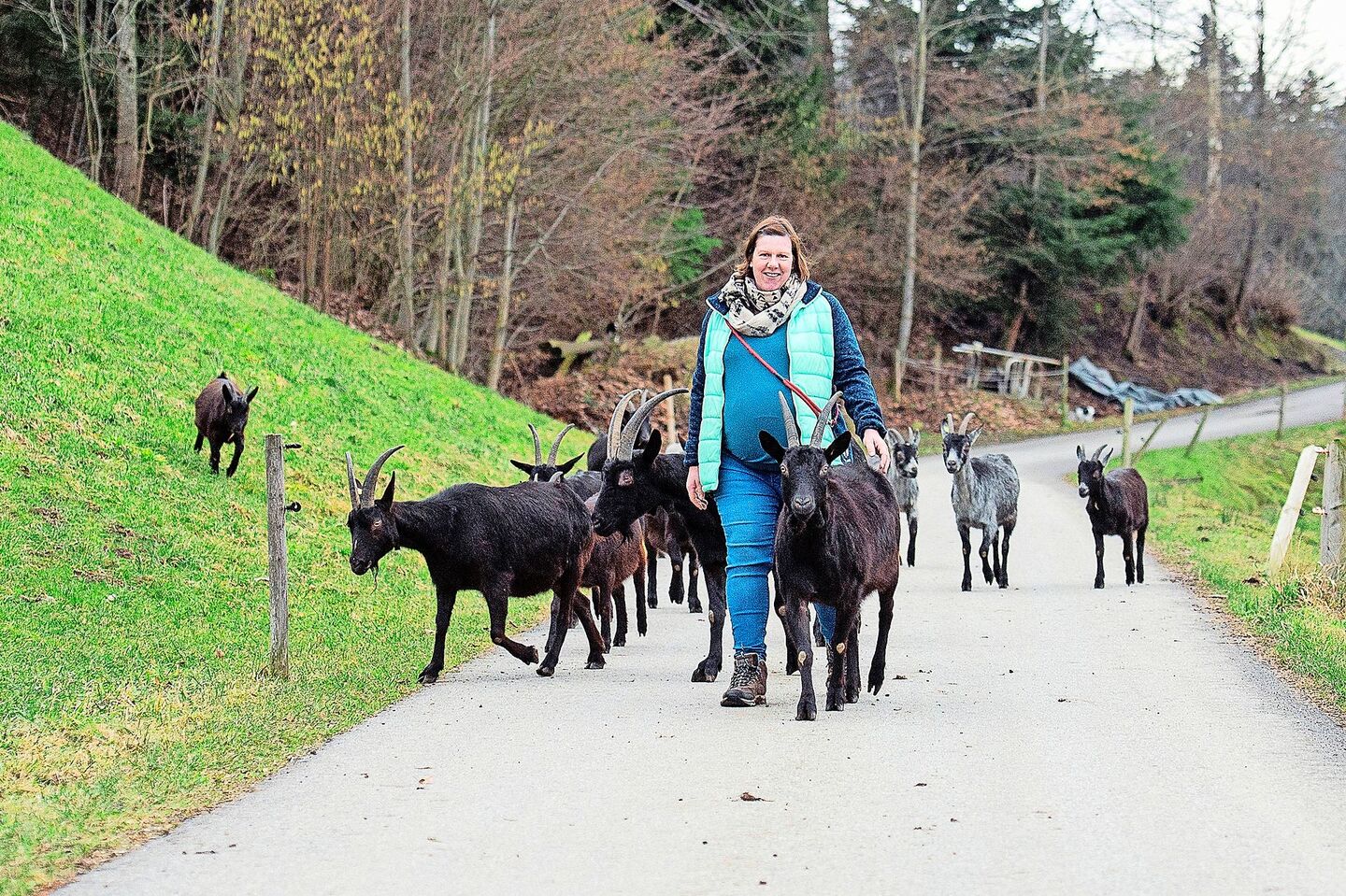 Cornelia Stalder ist mit ihrer Herde von Capra-Grigia- und Nera-Verzasca-Ziegen unterwegs. So frei laufen diese auch auf den angebotenen Wanderungen.