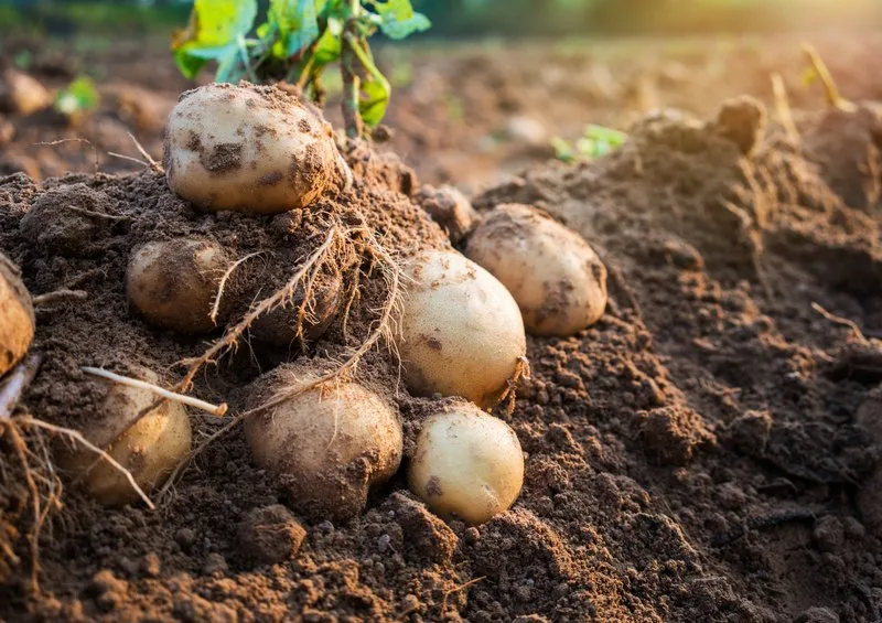 571c30b725ee15e3667ac5fb4ad038d3c85515e6 Bald geht es los mit der Ernte der Frühkartoffeln. (Bild Fotolia)