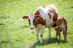 Kühe sind Gewohnheitstiere, deshalb sollte die Umstellung langsam angegangen werden.