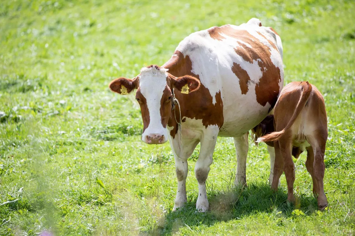 DG_19-10_Inhalt_Tierhaltung-1600px Der Weg zur muttergebundenen Kälberaufzucht