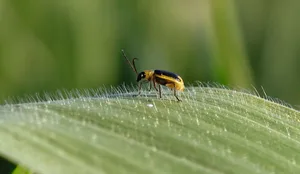 Adulte Maiswurzelbohrer fliegen bis zu 100 Kilometer weit. Bild: BauZ