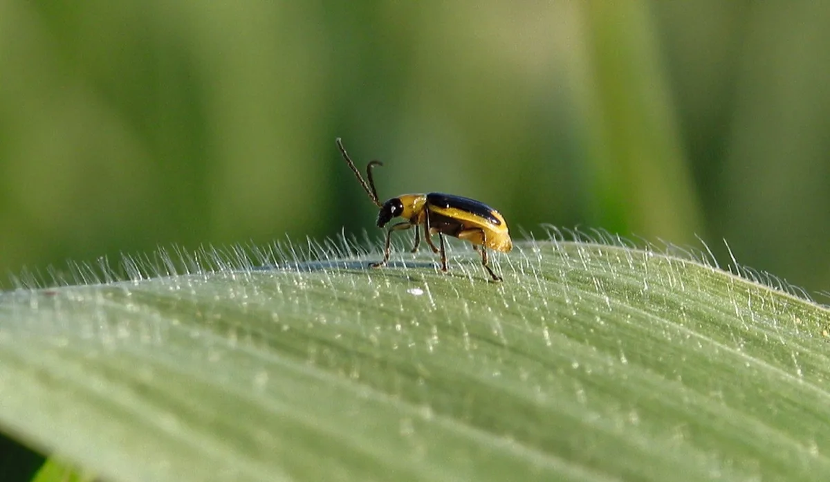 d8b4f2771dab846d89f467d83ec87e54045934c3 Adulte Maiswurzelbohrer fliegen bis zu 100 Kilometer weit. Bild: BauZ
