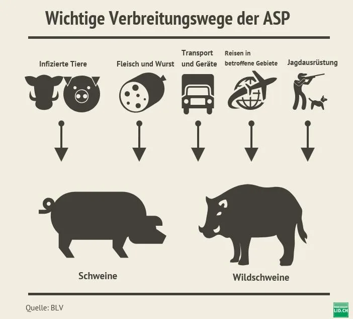 c7fc01ee7cee088e512823d6d7bf036a57a44223 Wichtige Verbreitungswege der ASP (Bild lid)