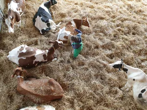 Selbstständigerwerbende in der Landwirtschaft sind nicht obligatorisch einer Pensionskasse unterstellt. Sie können freiwillig einzahlen.