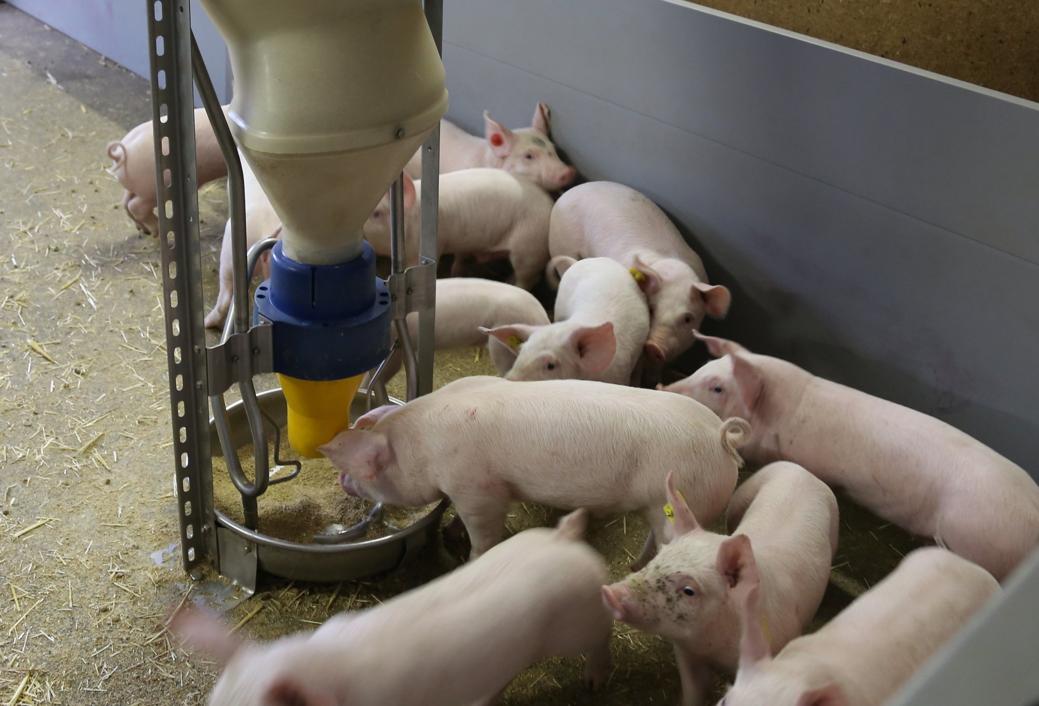 Ramseier produziert Schweine-Cola