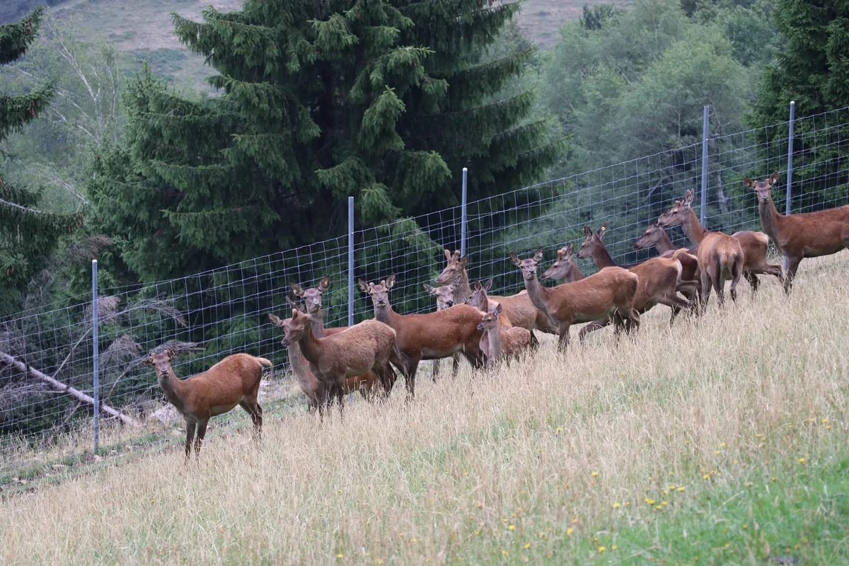 rothirsche Wild: Inlandanteil legt zu