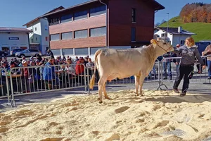 Weil die Auktion ohne Covid-Zertifikat durchgeführt wurde, fand die Versteigerung der Tiere im Freien statt.
