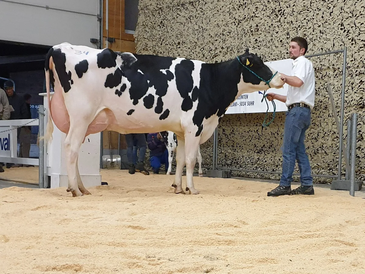 AG_Auktion_Hoechstpreis_Delta Gute Verkaufsquote für starke Kühe an der Aargauer Auktion