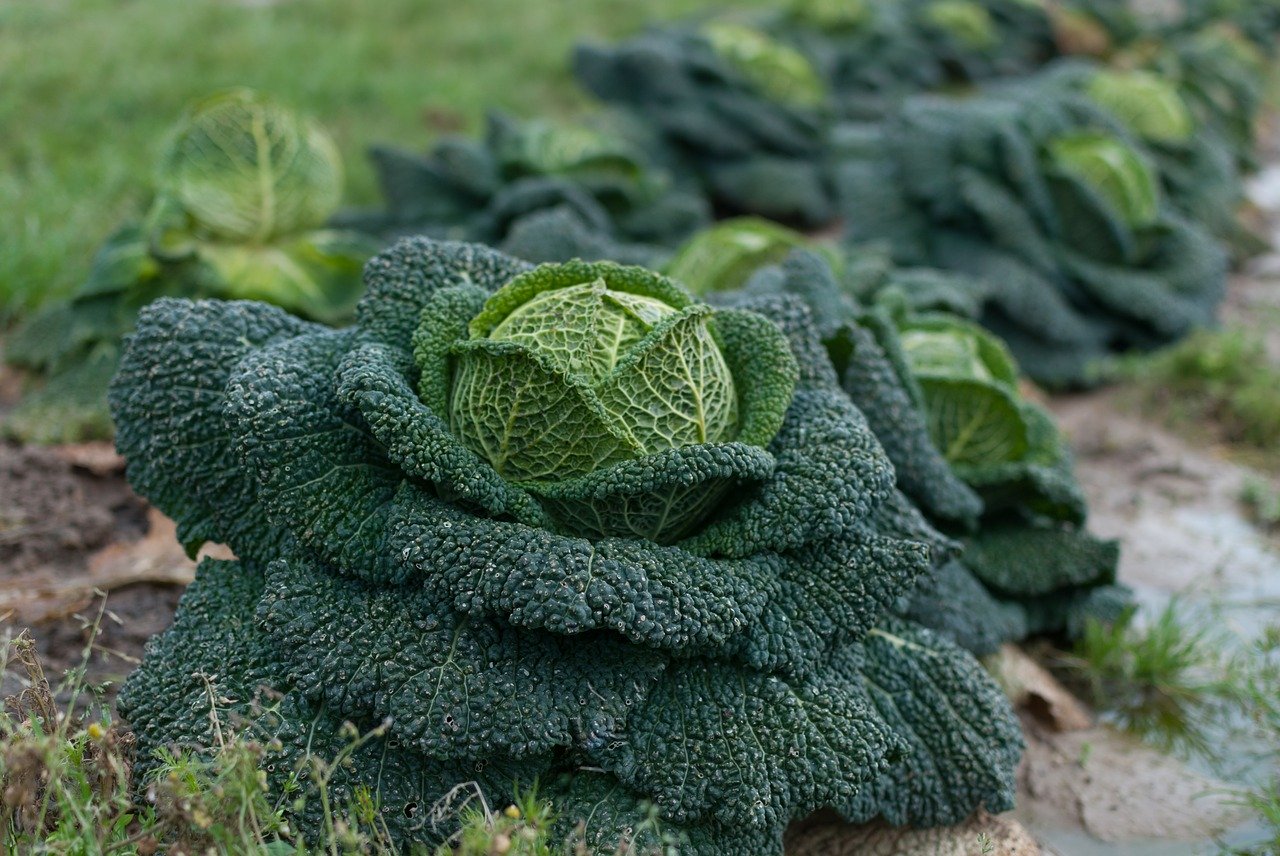 Bei Kohl ist das Risiko für grössere Nitratauswaschung höher als bei Blattgemüse. (Bild Pixabay)