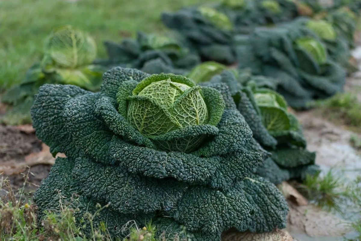 089aac679ca3fd1fc851c032578f82ed3d59eddb Bei Kohl ist das Risiko für grössere Nitratauswaschung höher als bei Blattgemüse. (Bild Pixabay)