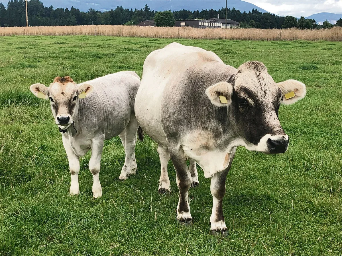 7afa1a713eeb7d0bda6422fca1b7ada1c9f5f0d3 Dora hat 15-mal gekalbt. Seit diesem März hat sie das Kuhkalb Donna an ihrer Seite. (Bild Familie Bösiger)