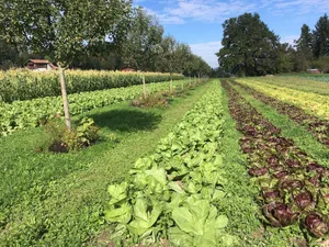 Agroforst gewinnt in der Landwirtschaft wieder mehr an Bedeutung hinsichtlich seiner vielen Vorteile für die Umwelt. Eine Anbauweise ist die Kombination von Obstbäumen mit Gemüse. (Bild Bernhard Hänni)