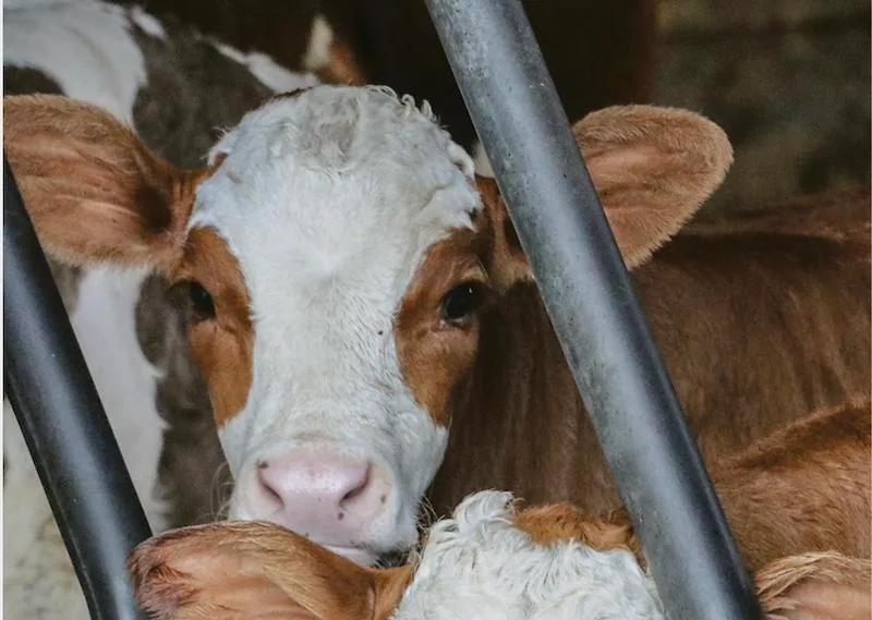8e6f94c274ddab0d4580fa9c6aec703e24e0d7ac Wo Milch produziert wird, kommen auch Kälber zur Welt. Damit diese auch in Zukunft nicht zum Abfallprodukt werden, muss die Branche besser zusammenarbeiten. (Symbolbild rae)