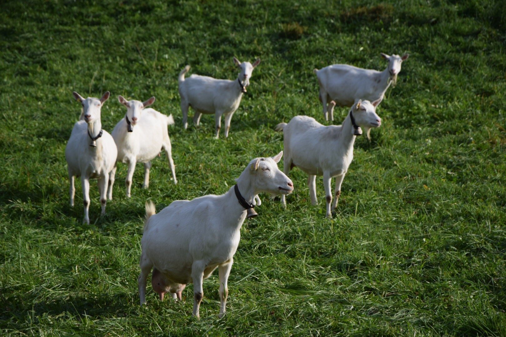Herdenschutz soll ins Landwirtschaftsgesetz