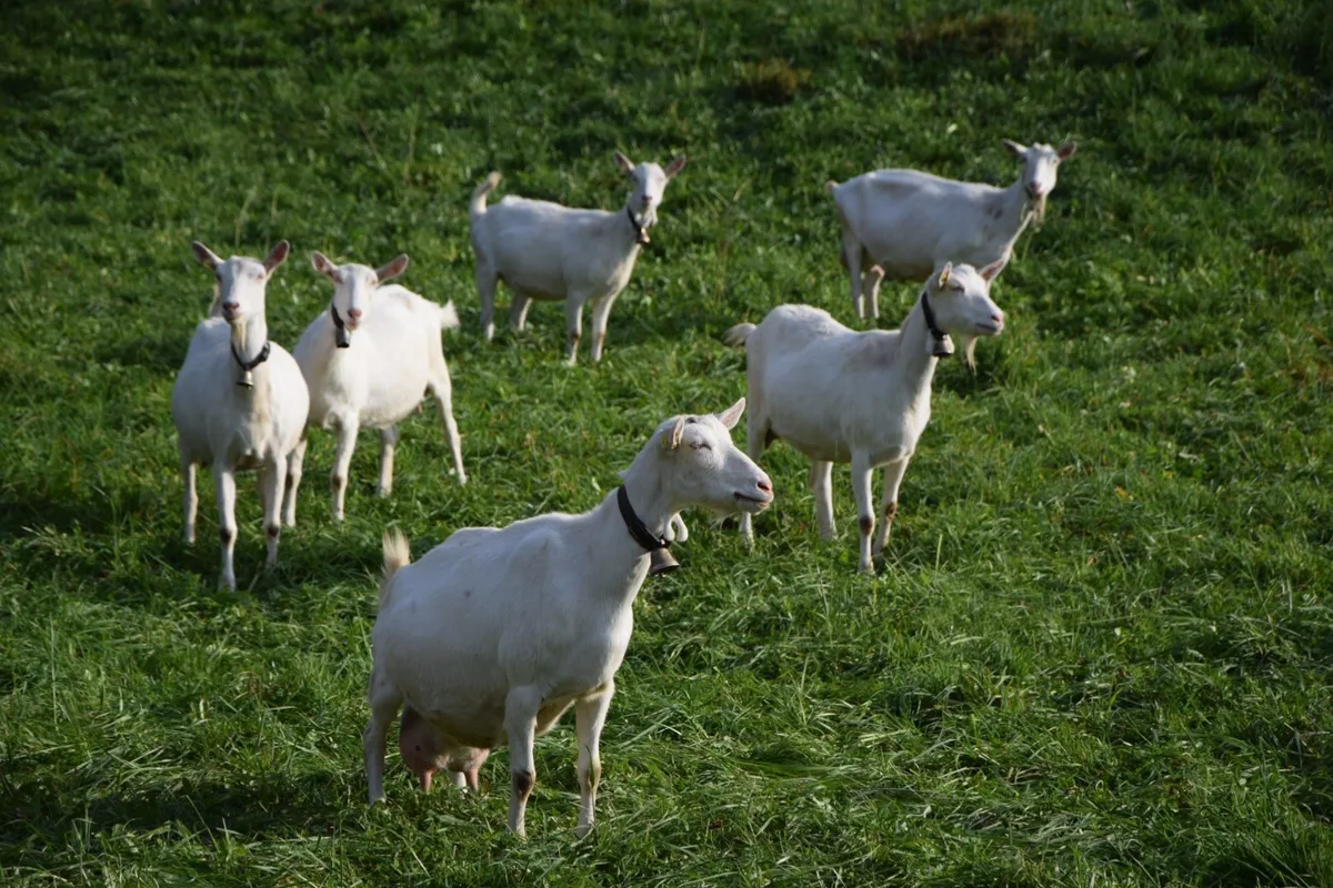 IMG_3565 Herdenschutz soll ins Landwirtschaftsgesetz