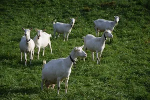 Die Innerrhoder Betriebe haben kleine Herden. Auch sie gilt es zu schützen.