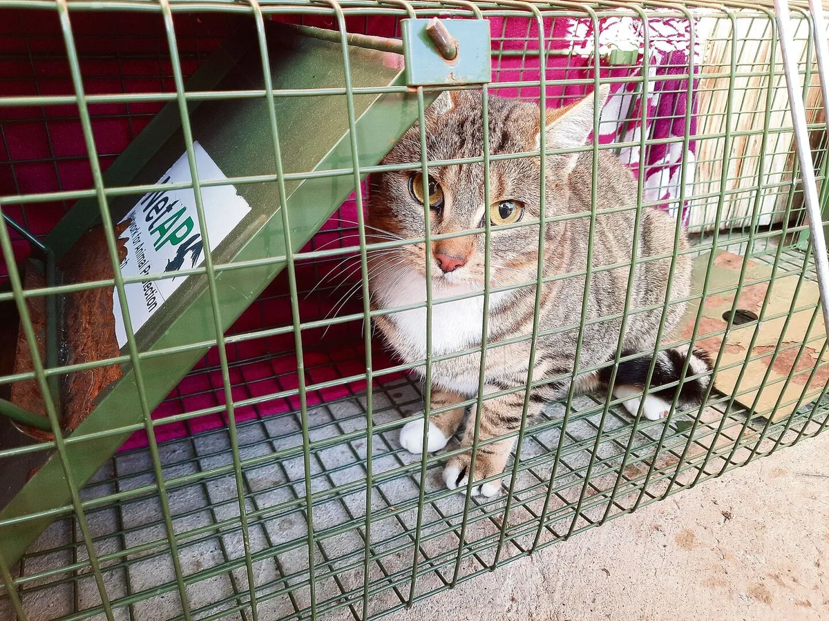 Katzen sind möglichst früh zu kastrieren, um eine unliebsame Vermehrung zu vermeiden.