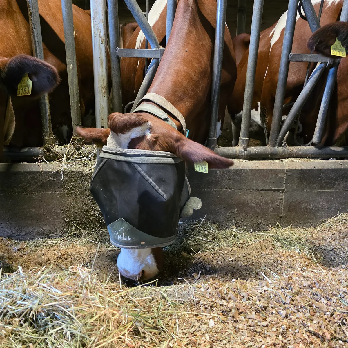 Kuh mit Maske Es gibt einfache Lösungen, die Tiere um die Augen vor Fliegen zu schützen. Eine Pferdemaske mit dieser Form ist eine der besten Präventionsmassnahmen.