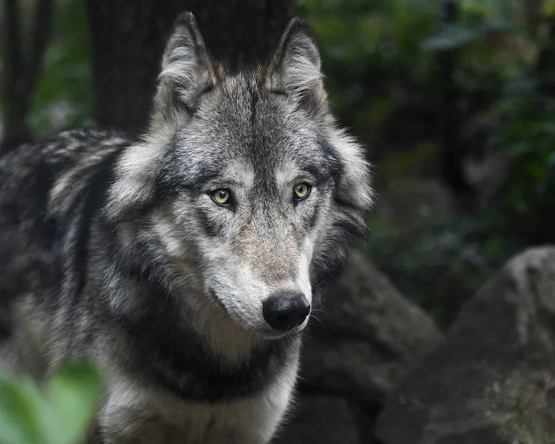 be72630f8afbd8c8b113dfbfeed473380c921b6f Die Ausbreitung des Wolfs dürfe nicht um "jeden Preis" geduldet werden, sagen die deutschen Schäfer. (Bild Pixabay)