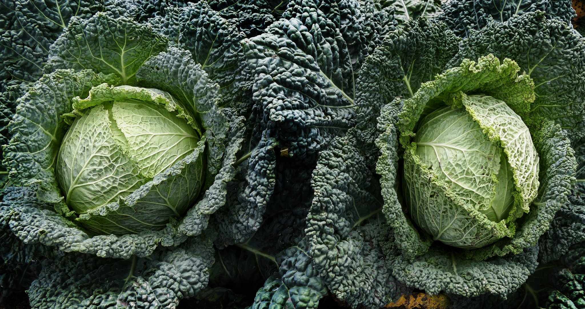 Wirz - der Kohl mit den krausen Blättern