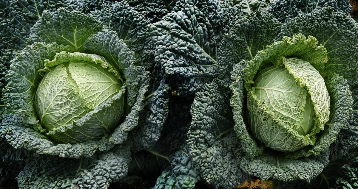 Wirz - der Kohl mit den krausen Blättern