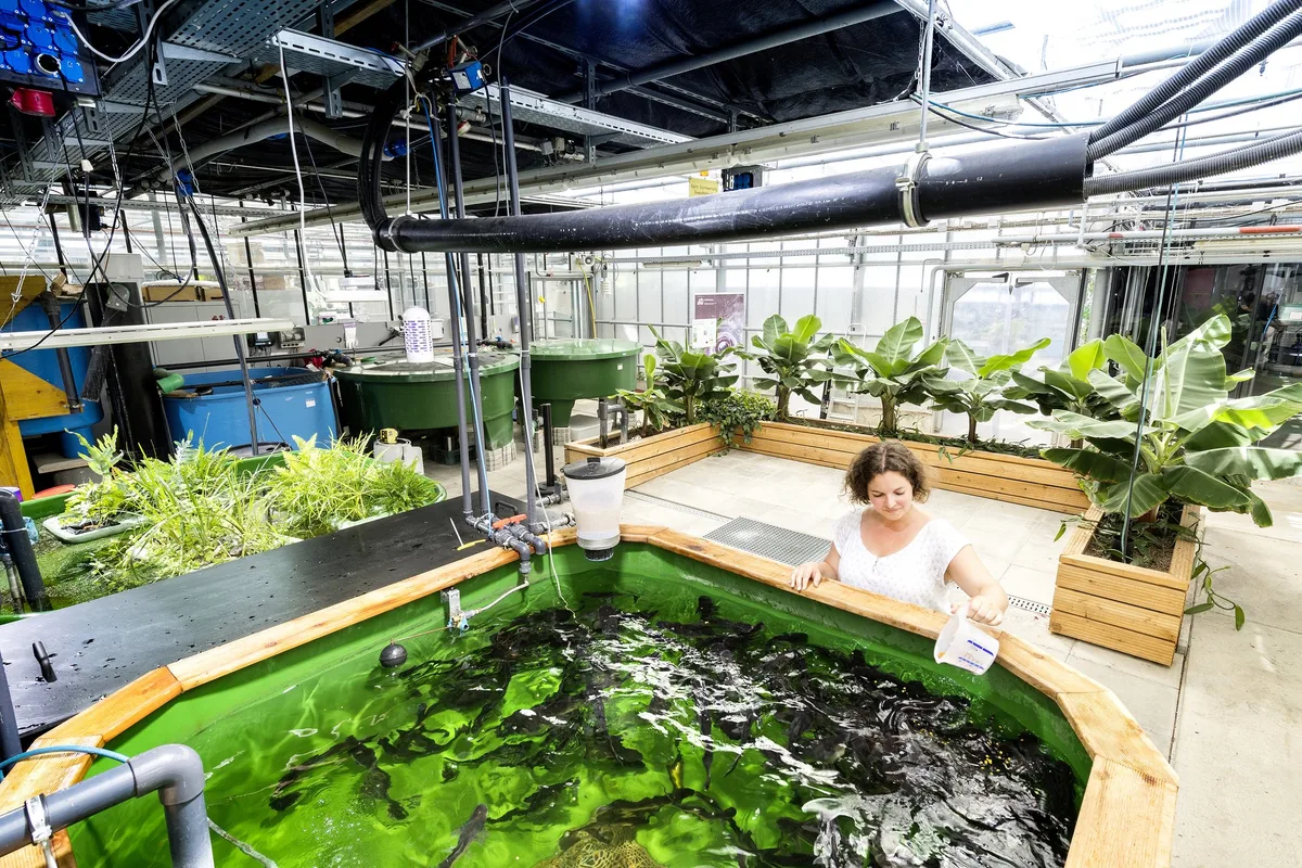 aquakultur-anlage_bruederli-zhaw Mehr Forschung für Speisefische nötig