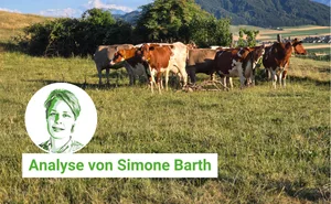 Welche Kühe braucht die Schweiz?