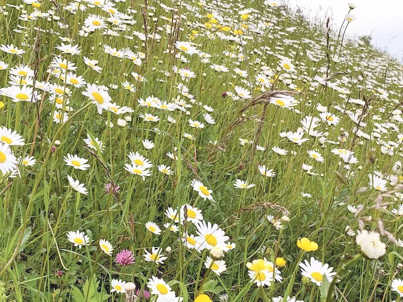 e16d8f0b3e17859b87bb9d7e15cbbeb6e1774913 Nicht alle Biodiversitätsförderflächen weisen die erwünschte Qualität auf. Diese hier im Berggebiet wohl schon. (Bild Josef Scherer)