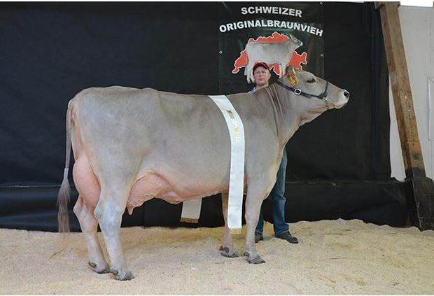 Rio Rubina von Thomas Bucher aus Neuenkirch LU wurde Miss Sorexpo 2018. (Bild zVg)
