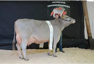 Rio Rubina von Thomas Bucher aus Neuenkirch LU wurde Miss Sorexpo 2018. (Bild zVg)