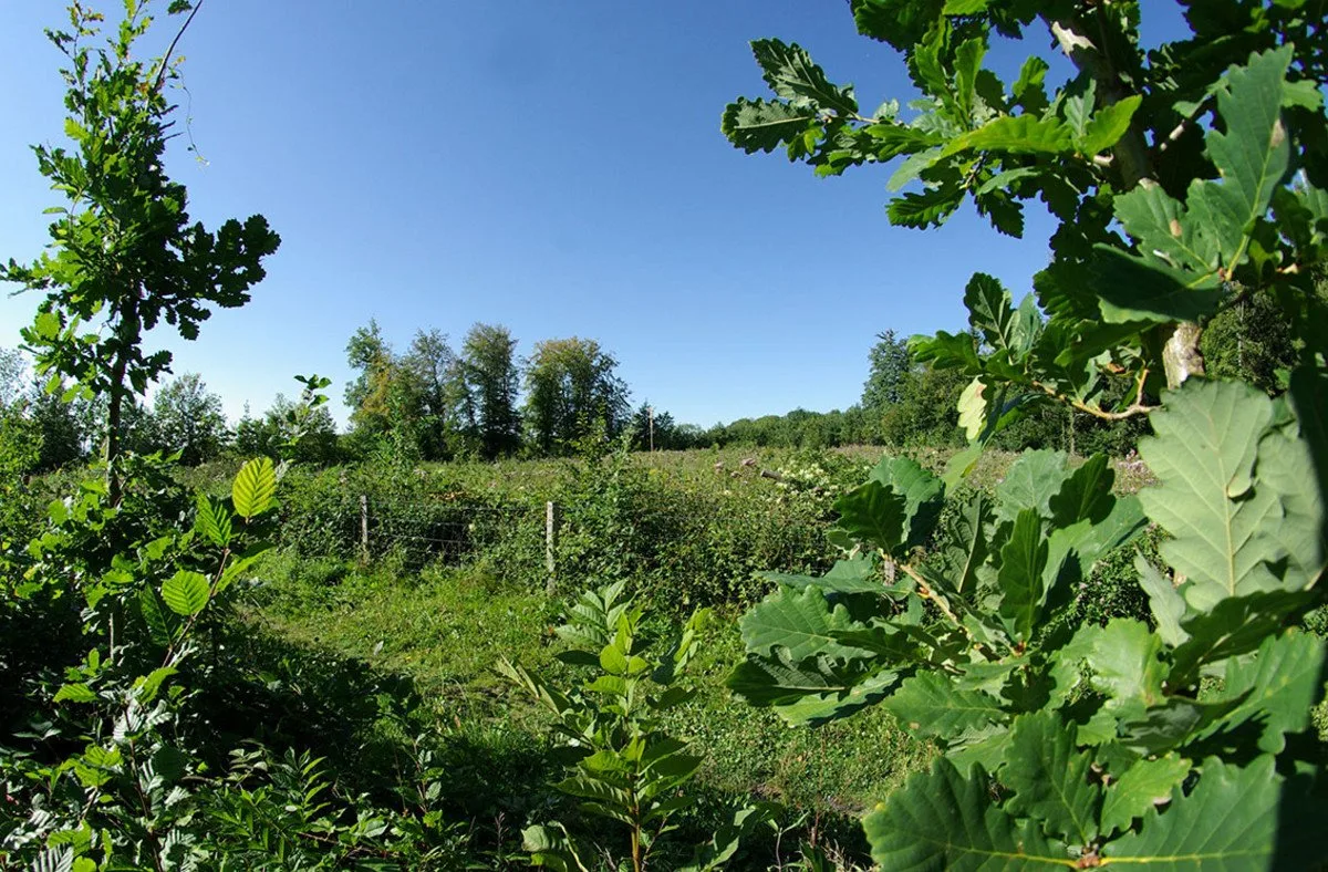 45fbf6874a3cbe8ebb8d46f6e876d5b8141047c5 Junge Eichen: Dank angepassten Aufforstungen soll der Wald dem Klimawandel widerstehen. (Bild Wald Schweiz / A. Douard)